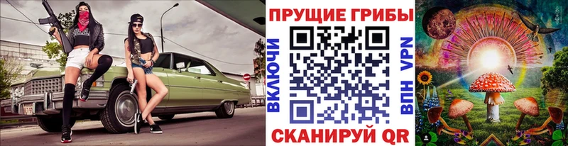 Купить где  Чёрмоз  Псилоцибиновые грибы Psilocybe 